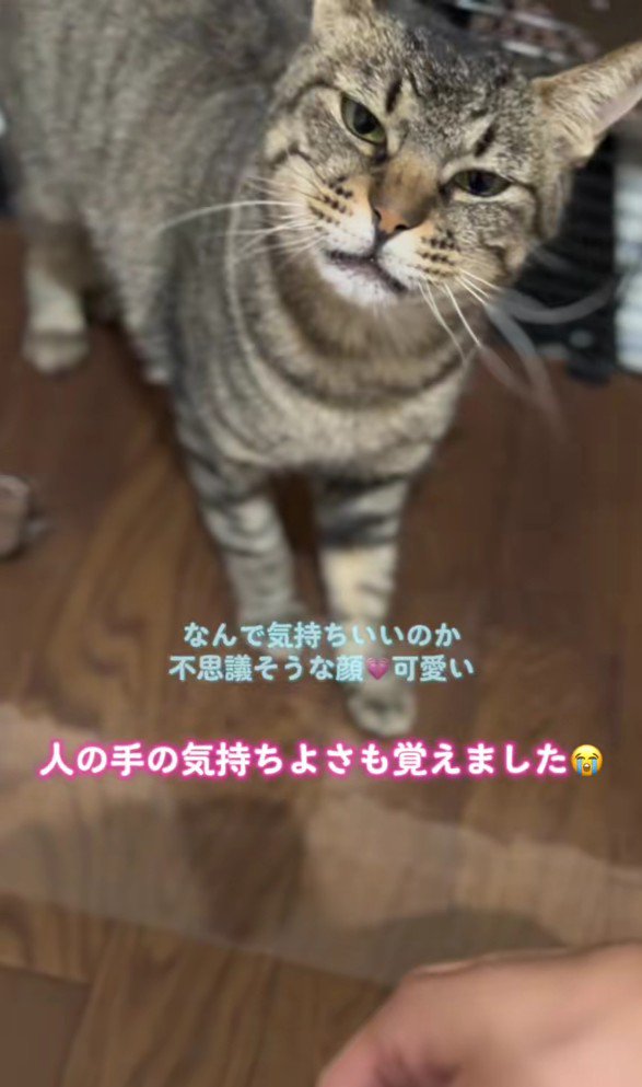 なでられたあとの猫