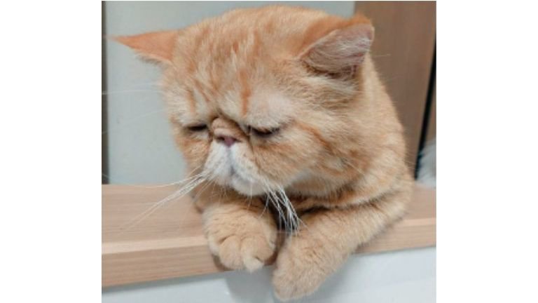 カウンターにいる猫