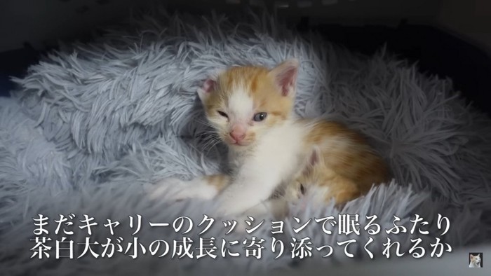 キャリーバッグの中にいる子猫