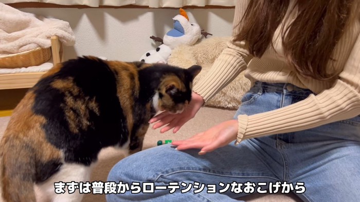 女性の手のにおいを嗅ぐ猫