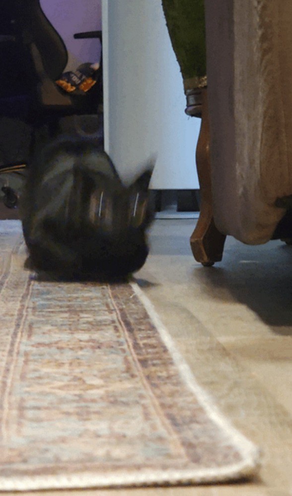 スタートダッシュでぶれる猫1