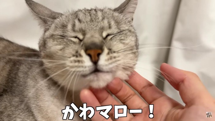 なでられる猫