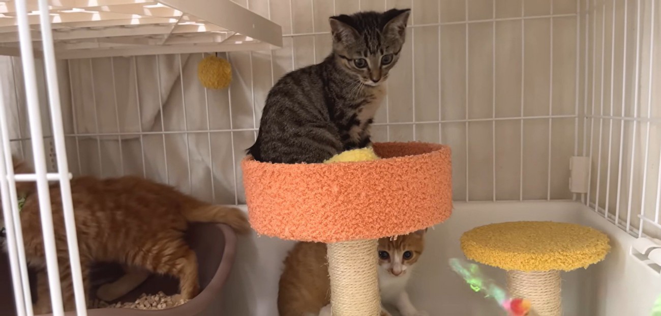 ケージの中にいる3匹の子猫