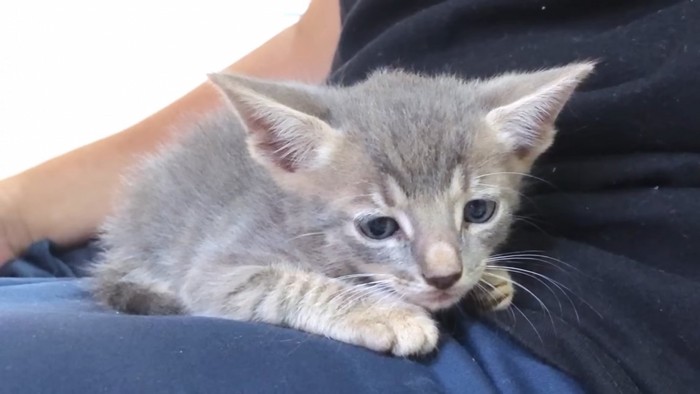 しょんぼりした子猫