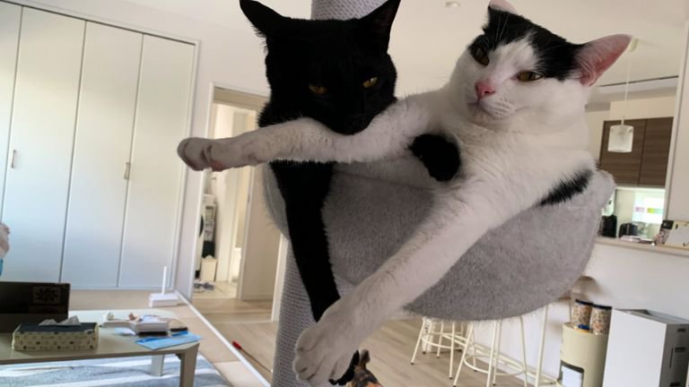 ハンモックにいる猫たち