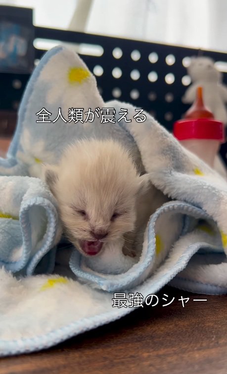可愛い声で鳴く子猫