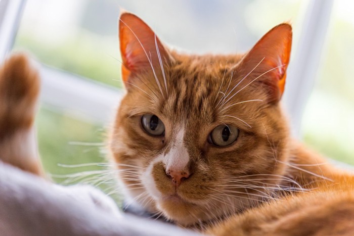 茶猫