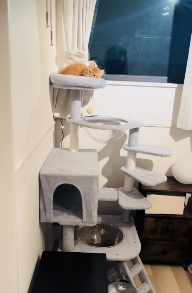 キャットタワーのベッドでくつろぐミヌエット