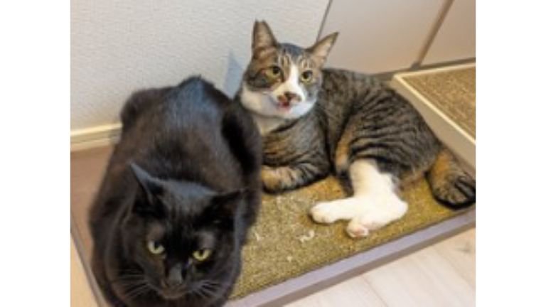 室内にいる猫たち