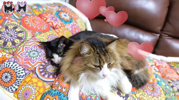 いちゃいちゃ♡