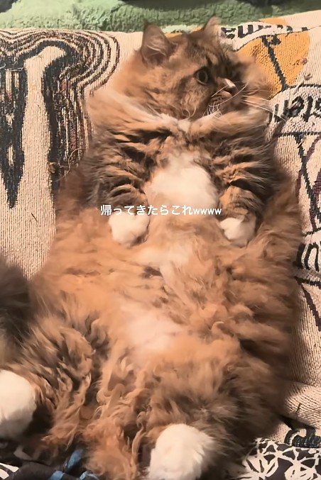 仰向けの猫