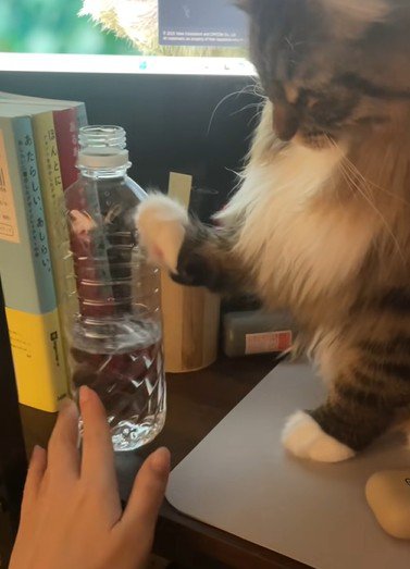 落とそうとする猫と阻止する飼い主