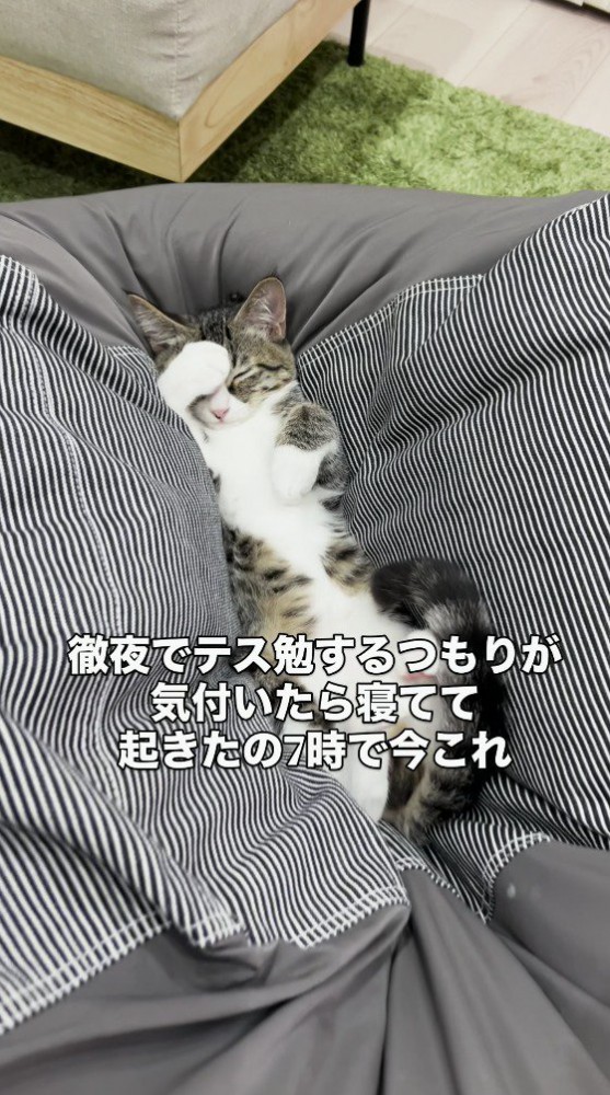 前足で顔を隠して眠るキジ白猫