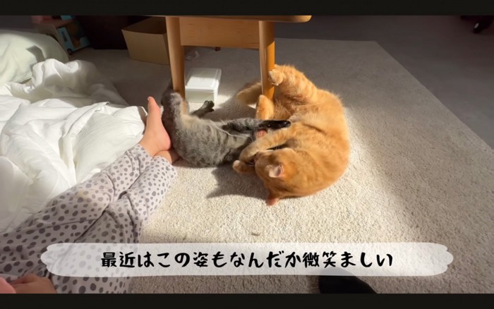 ニャンプロ