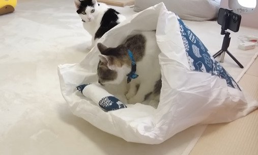 布団の中にいる猫