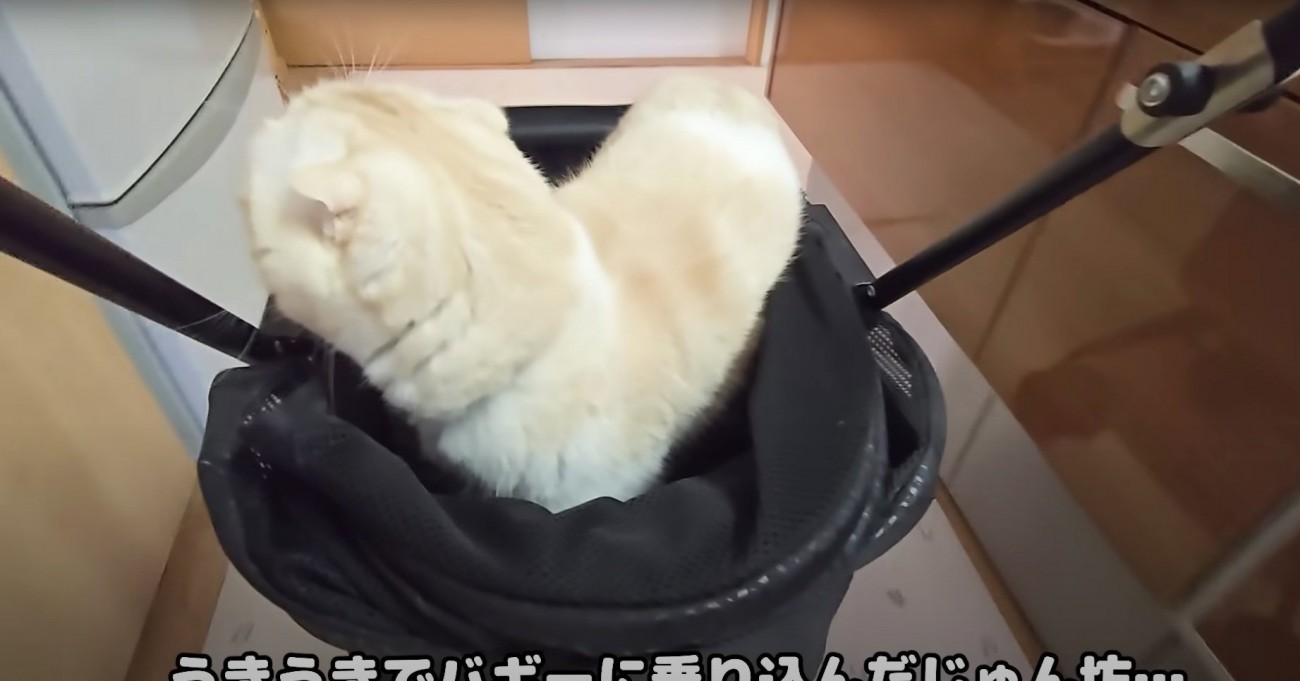 バギーに乗る猫