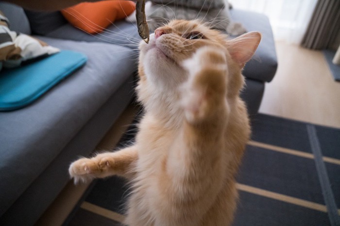 立ち上がって煮干しを食べようとする猫