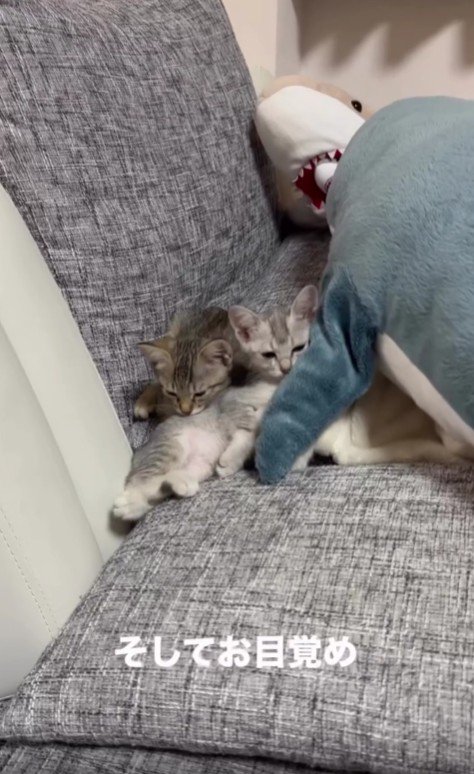 ソファの上の2匹の子猫