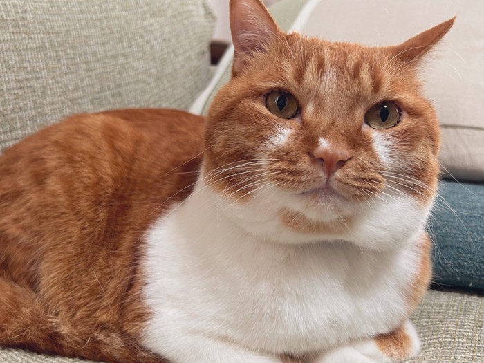 くつろぐごま太郎くん