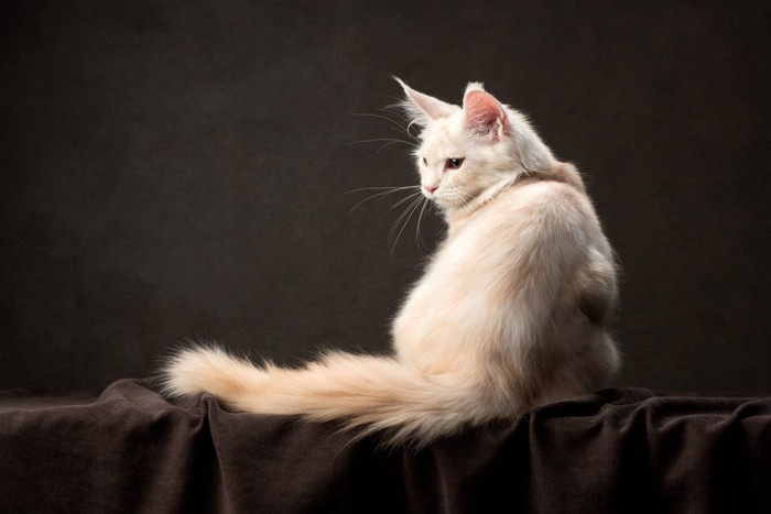 クリーム色のメインクーン