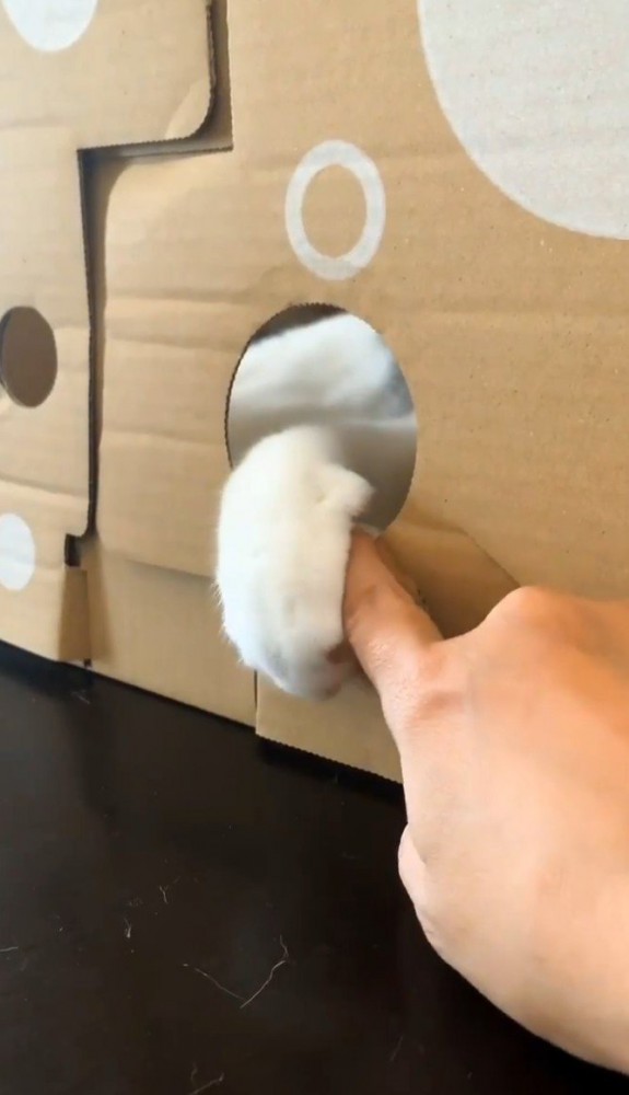 猫が手を出している