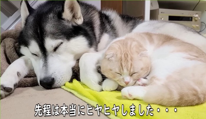 一緒に寝る犬と猫