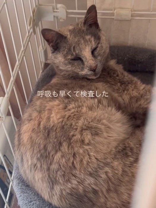 ケージの中にいる猫