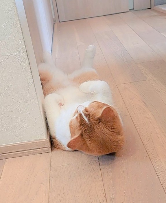 寝転がるもなかくん