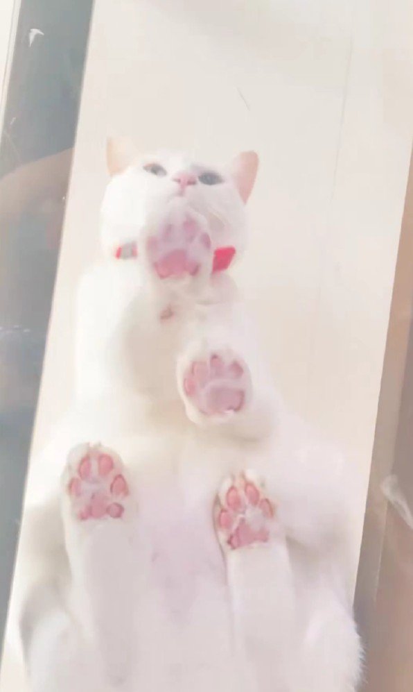 キャットウォークに座る猫