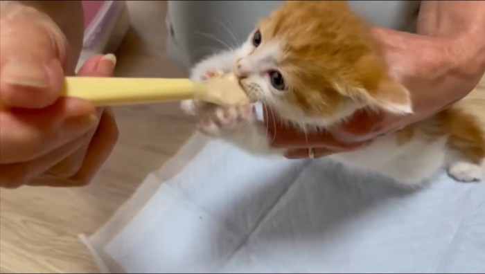 前足でスプーンを掴む子猫