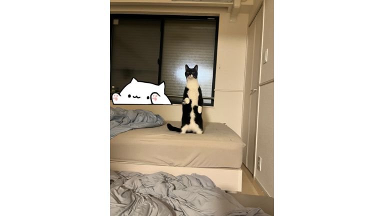 ベッドの上の猫
