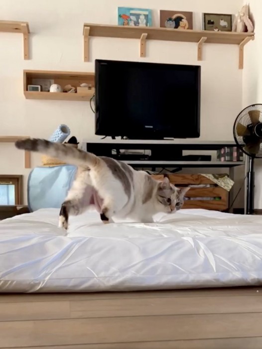 布団をじっと見つめる猫