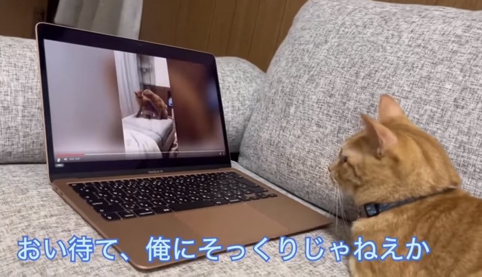 自分にそっくりな猫にびっくり