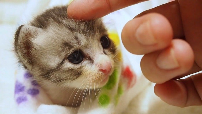 なでなで