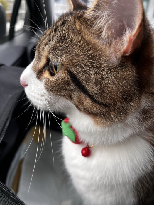 猫の横顔