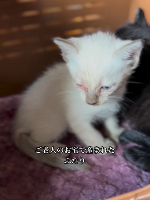 座っている白い子猫