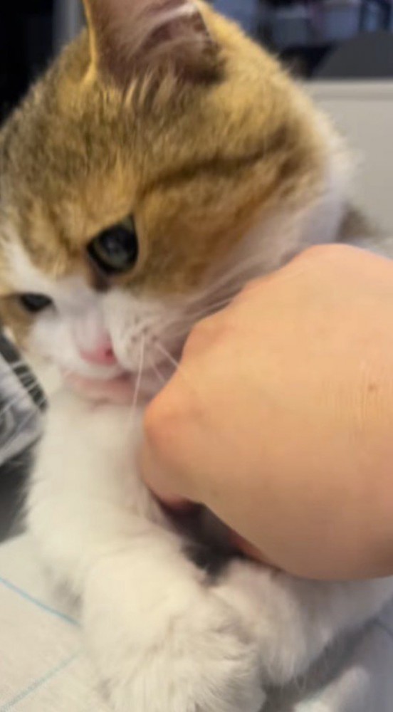さらに猫の腹の下に指を入れる飼い主