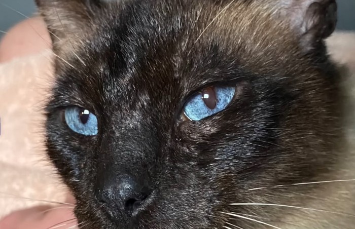 シャム猫の顔アップ