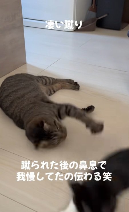 キジトラから離れる子猫
