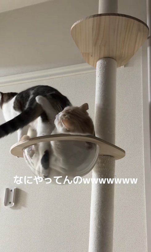 ボウルに片足を入れている猫のお尻にパンチする猫