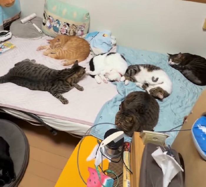 眠る猫