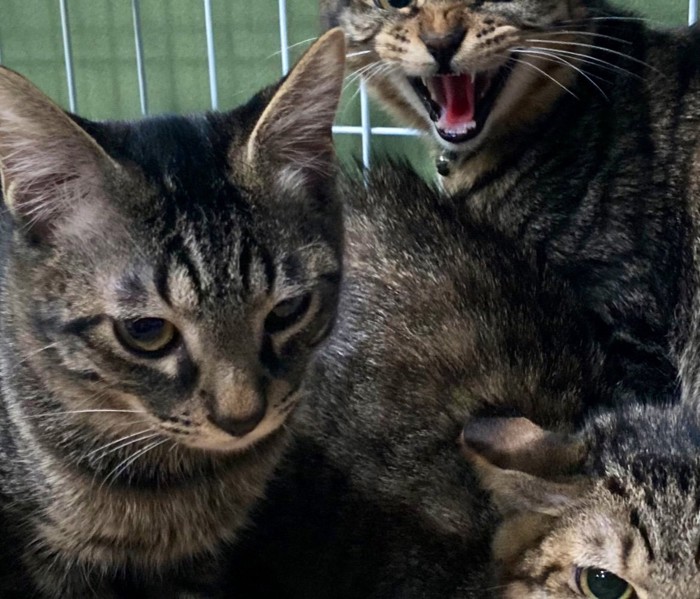 睨みつける子猫