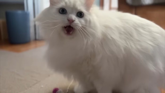 お口を開けた長毛白猫さん