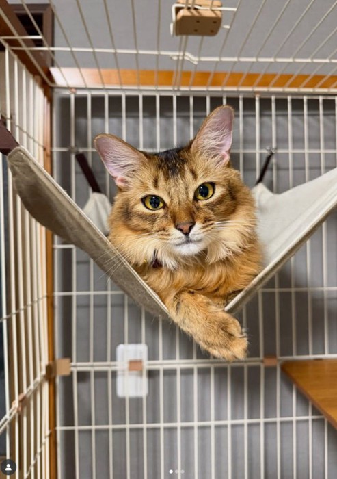 ハンモックにいる猫