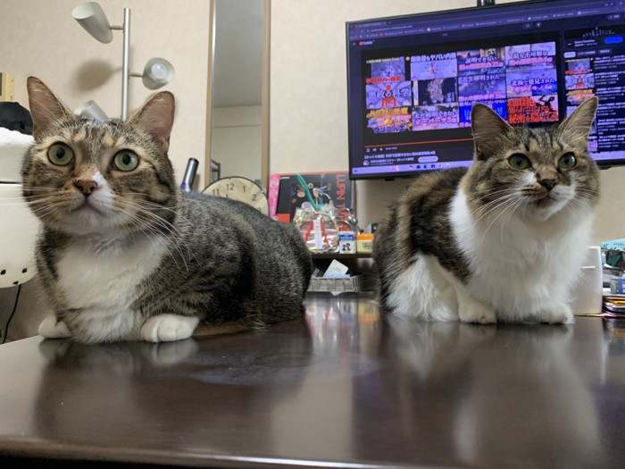 ちょこんと座るマンチカンとMIX猫