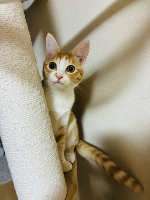 茶白の猫・のんちゃん