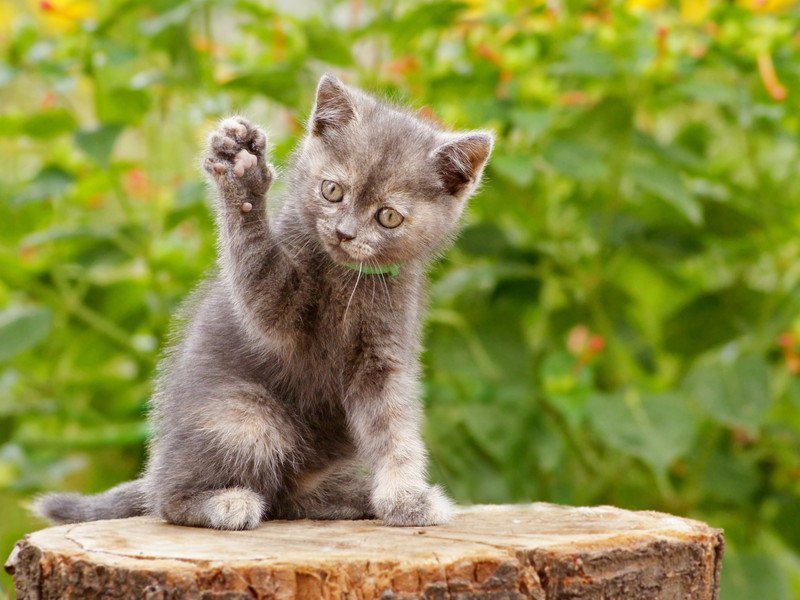 手を挙げる猫