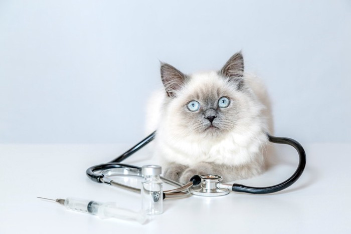 聴診器と猫