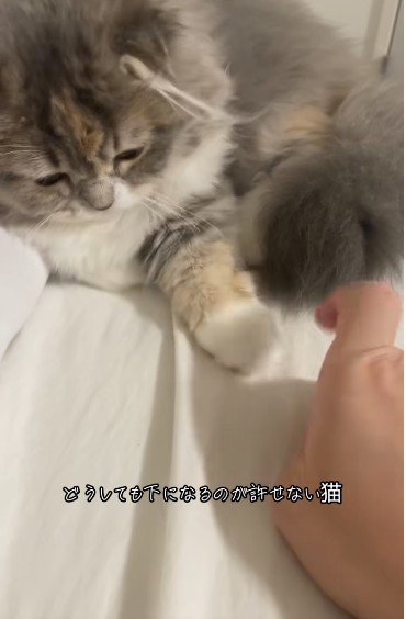 人の指を見ている猫