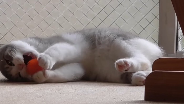 ボールをかじろうと